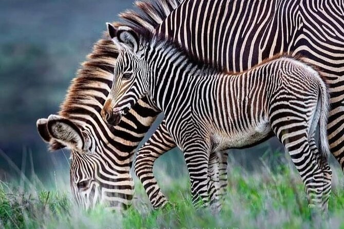 2 Day Safari Tour in Tarangire and Lake Manyara National Parks - Safety and Accessibility