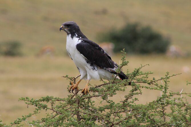 2-Day Safari-Trip to Lake Manyara & Ngorongoro (Mid-range) - Safari Activities