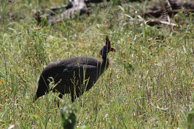 2-Day Safari-Trip to Lake Manyara & Ngorongoro (Mid-range) - Pickup and Transportation