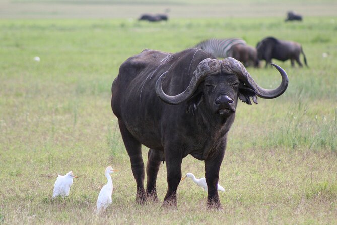 2-Day Safari-Trip to Lake Manyara & Ngorongoro (Mid-range) - Booking Information
