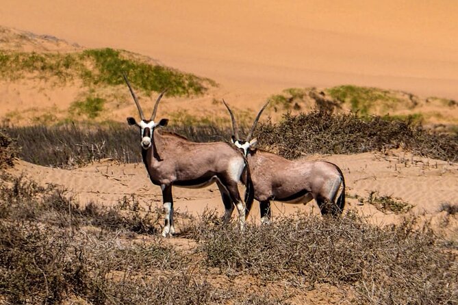 2 Day Scenic Sossusvlei Adventure Tour in Namibia - Knowledgeable Guides