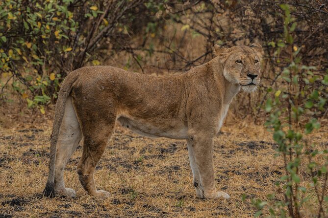 2-Day Selous (Nyerere NP) Night Game Drive Safari From Zanzibar - Good To Know