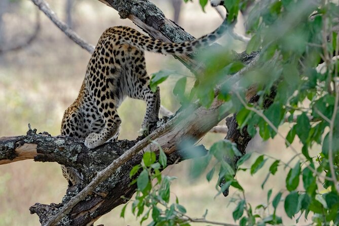 2-Day Selous (Nyerere NP) Night Game Drive Safari From Zanzibar - Itinerary Overview