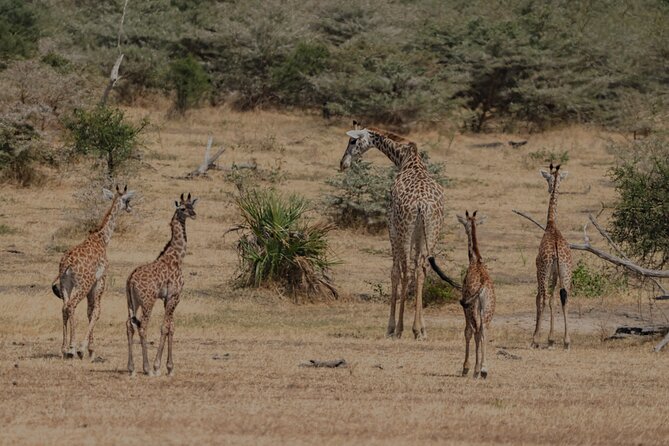 2-Day Selous (Nyerere NP) Night Game Drive Safari From Zanzibar - Dining Experience