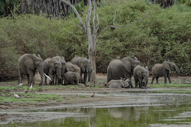 2-Day Selous (Nyerere NP) Night Game Drive Safari From Zanzibar - Safety and Health Guidelines