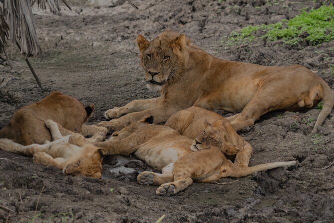 2-Day Selous (Nyerere NP) Night Game Drive Safari From Zanzibar - Travel Tips