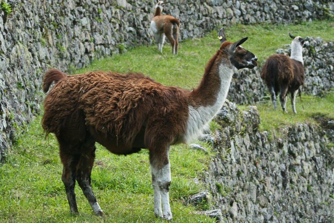 2 Day - Short Inca Trail to Machu Picchu - Group Service - Additional Support and Information