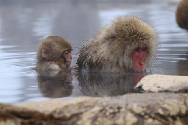 2-Day Snow Monkey Tour: Nagano To Takayama via Matsumoto - Important Information