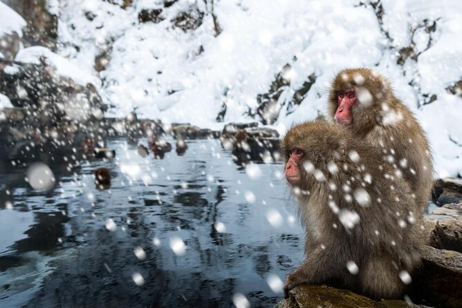 2-Day Snow Monkey Tour: Nagano to Takayama via Matsumoto - Tour Highlights and Activities