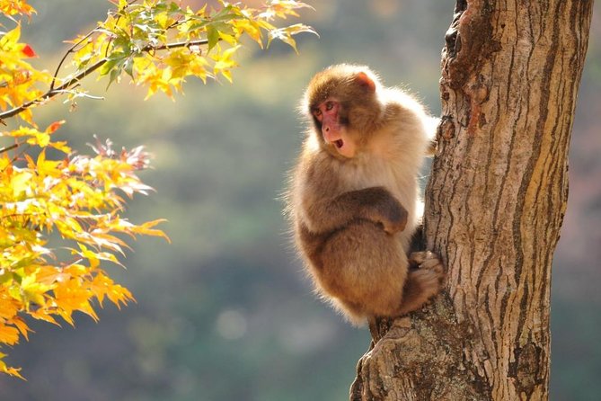 2-Day Snow Monkey Tour: Nagano to Takayama via Matsumoto - Meeting Point and Accommodation Details