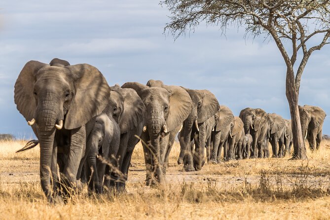 2-Day Sublime Safari to Tarangire and Ngorongoro Safari - Reviews Summary