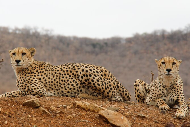 2-Day Sublime Safari to Tarangire and Ngorongoro Safari - Frequently Asked Questions