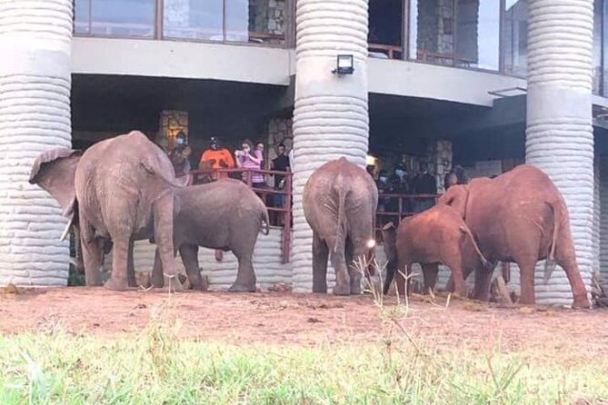 2 Day Taita Hills and Saltlick Safari Tour From Diani Beach - Health and Safety Information