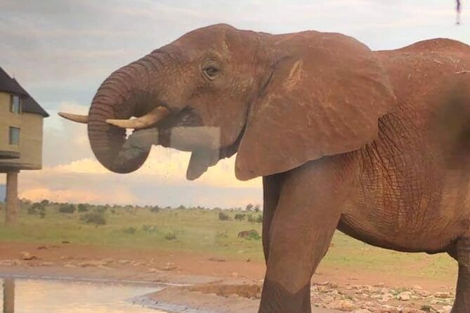 2 Day Taita Hills and Saltlick Safari Tour From Diani Beach - Pricing and Payment Options