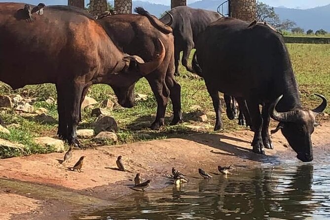 2 Day Taita Hills and Saltlick Safari Tour From Diani Beach - Important Considerations