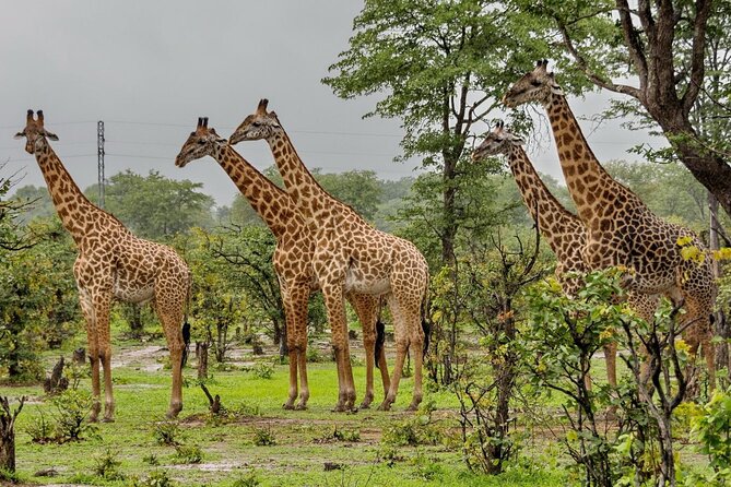 2 Day Tala Game Reserve & Drakensberg Tour From Durban - Wildlife and Nature Experiences