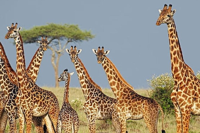 2 Day Tala Private Game Reserve & Sani Pass Tour From Durban - Inclusions