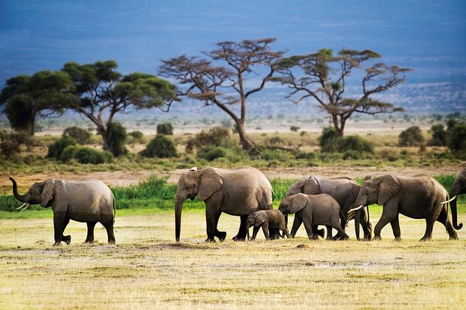 2-Day Tanzania Mid Range Private Safari - Safari Experience