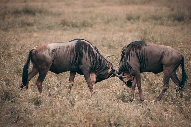 2 Day Tanzania Wildlife Safari Tarangire and Ngorongoro Crater - Wildlife Encounters