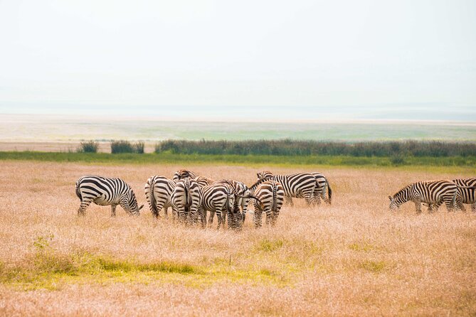 2 Day Tanzania Wildlife Safari Tarangire and Ngorongoro Crater - Transportation Logistics