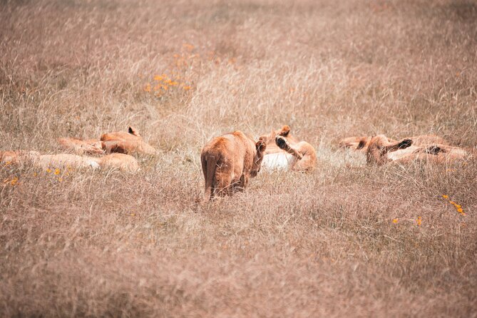 2 Day Tanzania Wildlife Safari Tarangire and Ngorongoro Crater - Trip Preparation