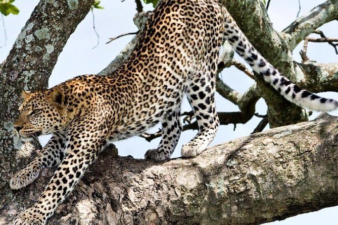 2 Day: Tarangire and Ngorongoro Crater - Meeting and Pickup Details