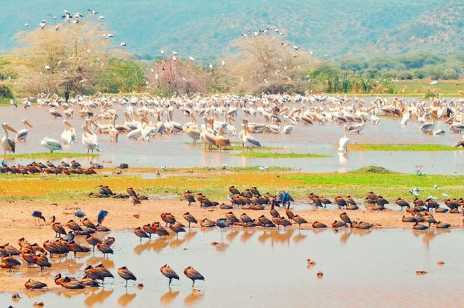 2 Day: Tarangire and Ngorongoro Crater - Customer Reviews