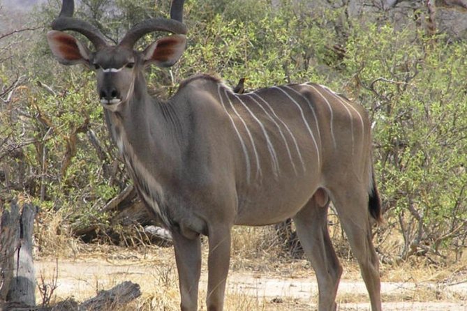 2 Day: Tarangire and Ngorongoro Crater - Frequently Asked Questions