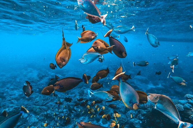 2 Day Tour and Snorkel to Meet Manta Rays in Nusa Penida - Inclusions Provided