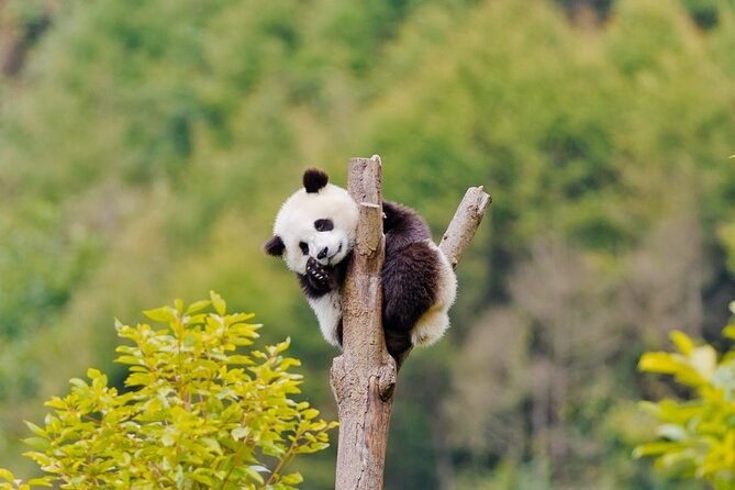 2-Day Tour of Chengdu Panda Base and Leshan Giant Buddha - Itinerary Details