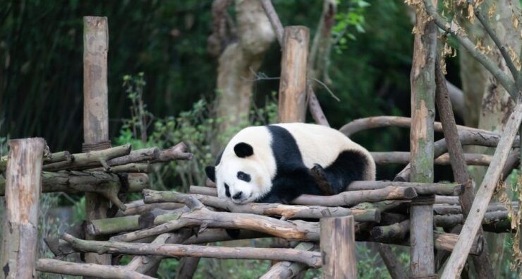 2-day Tour of Chengdu, the Panda Breeding and Research Cen - Good To Know