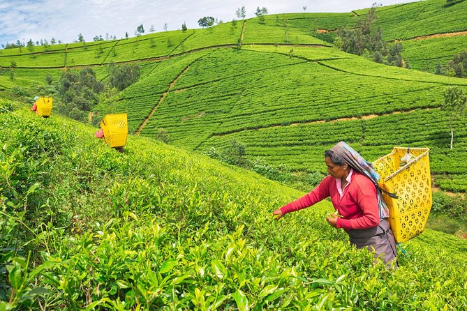 2 Day Tour of Udawalawe & Ella With up Country Scenic Train Ride - All Inclusive - The Sum Up