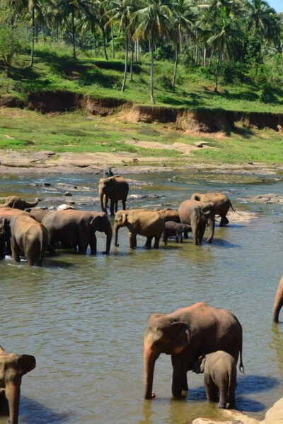 2 Day Tour Pinnawala/Sigiriya From Kandy - Customer Reviews