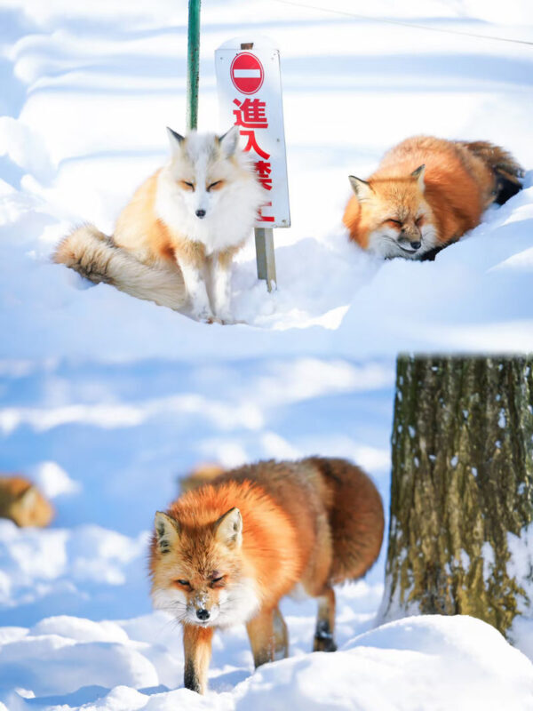 2-Day Tour to Ginzan Onsen, Zao Chuo Ropeway, Miyagi Zao Fox Village, and Ouchi-juku (Departing from Shinjuku) - Zao Chuo Ropeway, winter views with a caveat