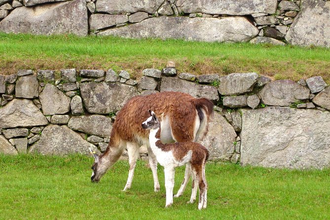2 Day - Tour to Machu Picchu From Cusco - Group Service - Pricing and Availability