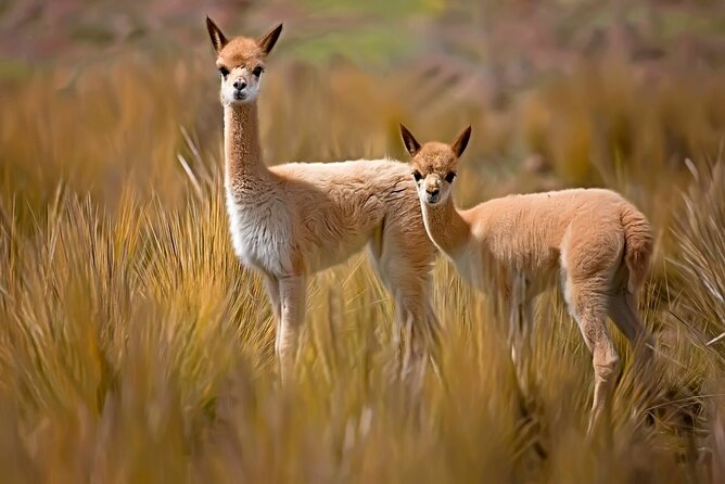 2-Day Tour to the Magical Colca Canyon - Cancellation Policy