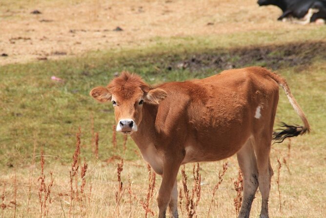 2 Day Trek Atlas Mountains and Overnight Stay In A Berber Village - Booking Options and Process