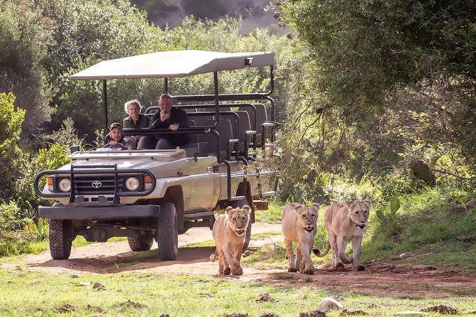 2 Day Whale Coast and Wildlife Safari Tour With Private Transfers - Tour Highlights and Inclusions