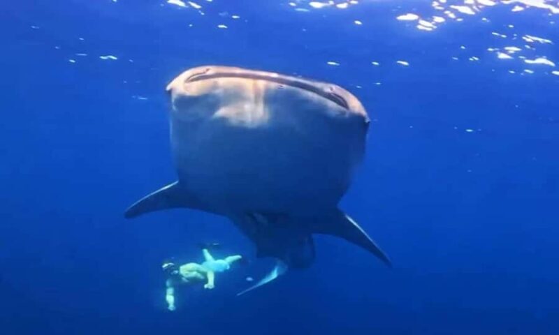 2-Day Whale Shark & Kenawa Island Adventure from Lombok - Good To Know