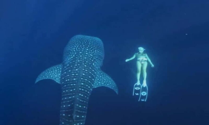 2-Day Whale Shark & Kenawa Island Adventure from Lombok - A Closer Look at the Experience