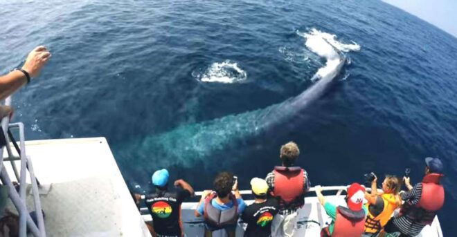 2-Day Whale Watching & Southern Sri Lanka Tour - Whale Watching Details