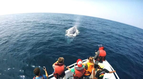 2-Day Whale Watching & Southern Sri Lanka Tour - Directions