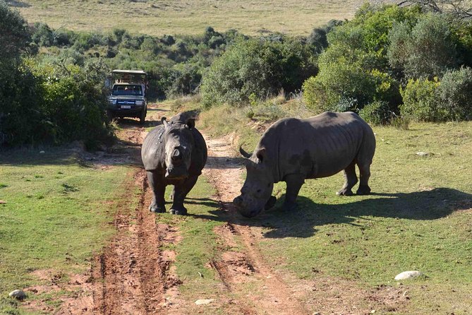 2 Day Wild Heart Western Cape Safari Tour With Private Transfers - Overview of the Tour