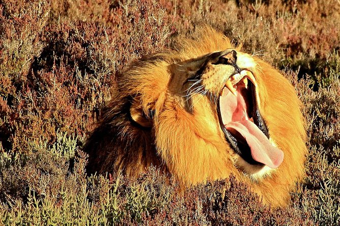2 Day Wild Heart Western Cape Safari Tour With Private Transfers - The Sum Up