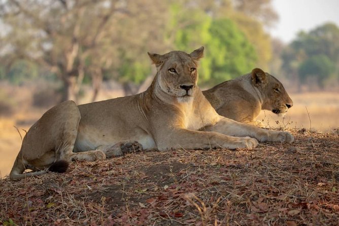 2 Day Wildlife Experience and Masai Culture Mikumi Park - Game Drives at Sunrise and Sunset