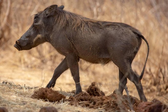 2 Day Wildlife Experience and Masai Culture Mikumi Park - Convenient Hotel Pickup and Drop-off