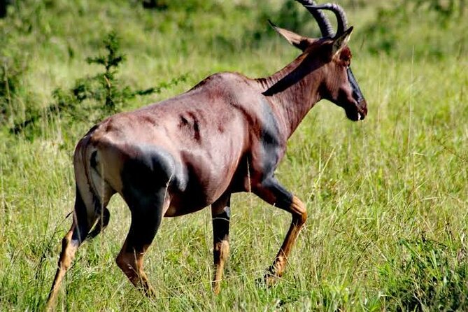 2-Day Wildlife Safari in Lake Mburo National Park - Wildlife Encounters