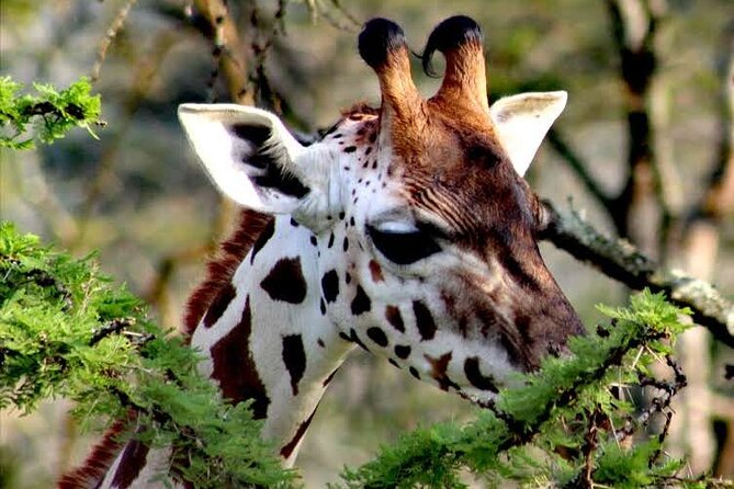 2-Day Wildlife Safari in Lake Mburo National Park - Dining Experiences