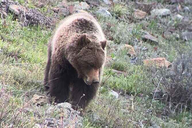 2 Day Yellowstone Safari Upper and Lower Loop Bozeman - Good To Know