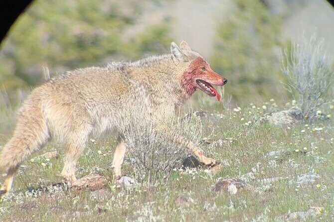 2 Day Yellowstone Safari Upper and Lower Loop Bozeman - Final Thoughts: Is This Yellowstone Tour Right for You?